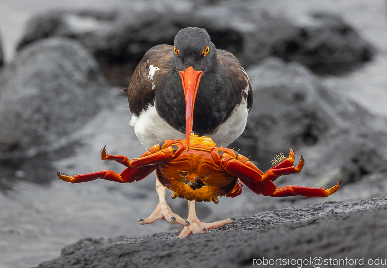 galapagos